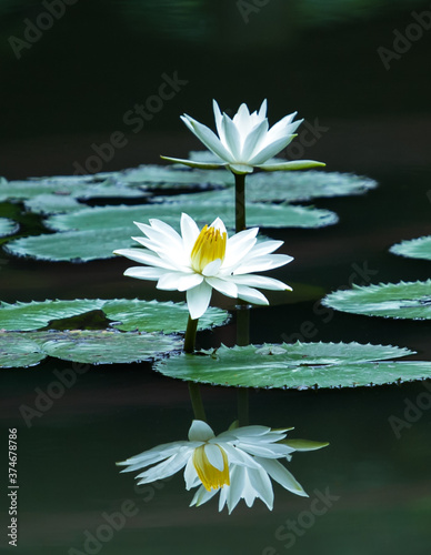 Fototapeta Naklejka Na Ścianę i Meble -  white lotus flower in the pond