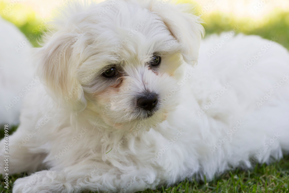 WHITE DOG PUPPY