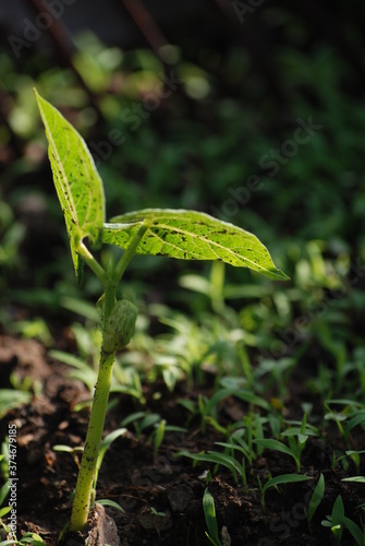 Small Green Plant Growing in Vegetable Garden Sprouting from Dirt Gardening Hobby Outdoor Activities Nature Earth Food Bright Colors Growth Concept Budding Leaves and Seed or Bean