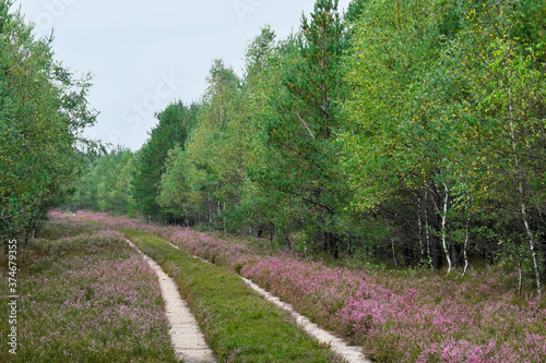 Borne Sulinowo, Northwest Poland August 29, 2020. The Kłomińskie heaths are the largest cluster of heathers in Poland and one of the largest in Europe. They are located on the site of the former milit