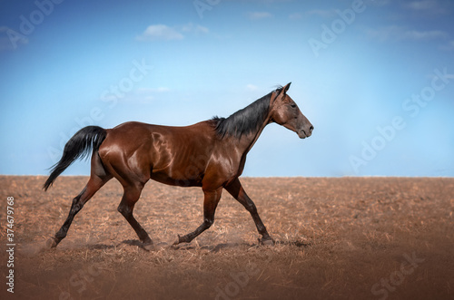 bay horse lovely photo walk in nature horse in motion blue background 