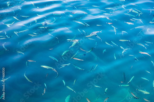 Fish in the blue water of the sea as a background