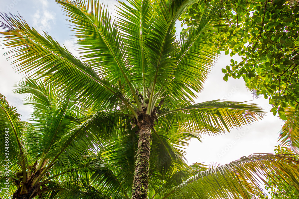 Beautiful palm trees in the park. Beautiful palm trees in the park.