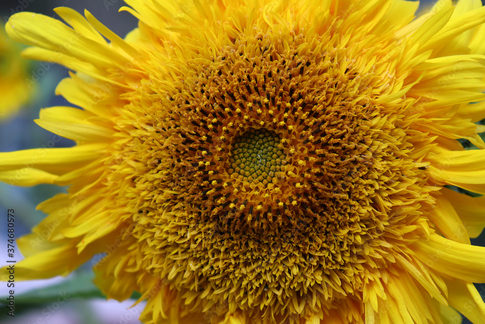 image of sunflowers in the field close-up image of sunflowers in the field close-up