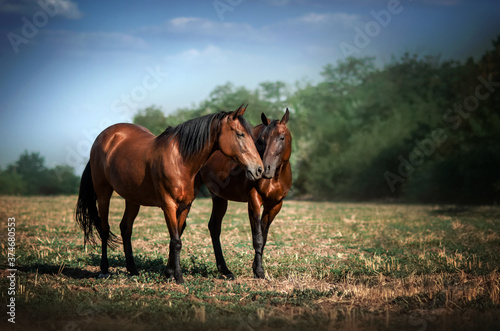 beautiful portrait of two bay horses walking on the nature blue background 