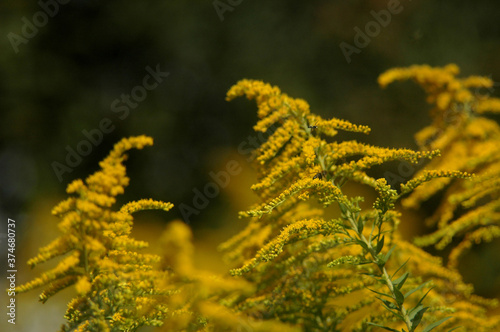 yellow fern leaves