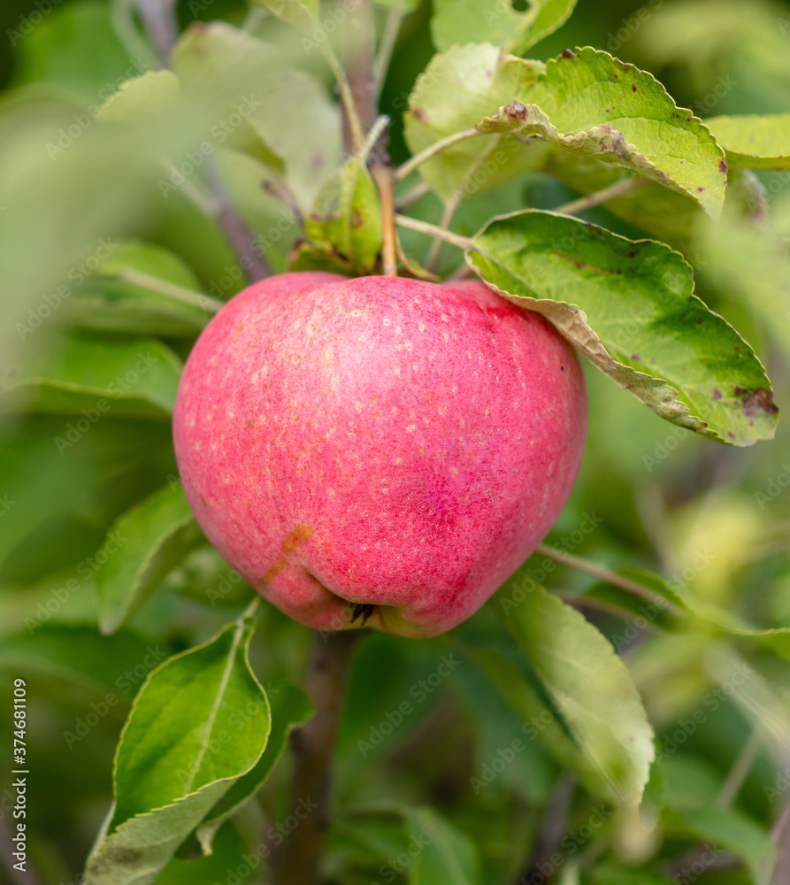 Ripe apples on the branches of a tree in summer. Ripe apples on the branches of a tree in summer.