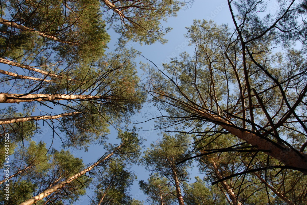 Fototapeta premium Green pine forest at summer