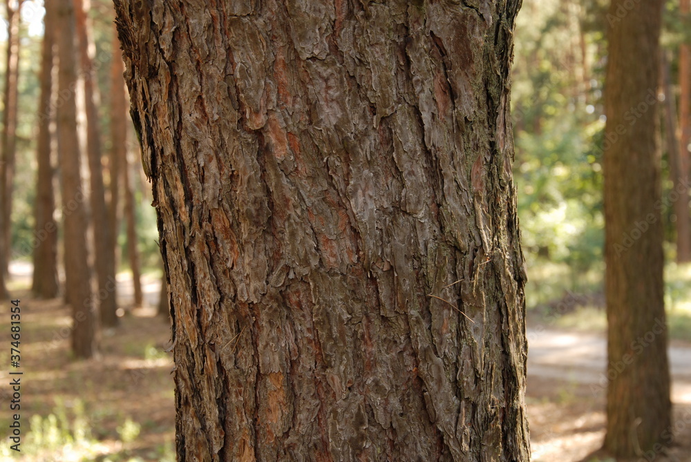 Green pine forest at summer Green pine forest at summer