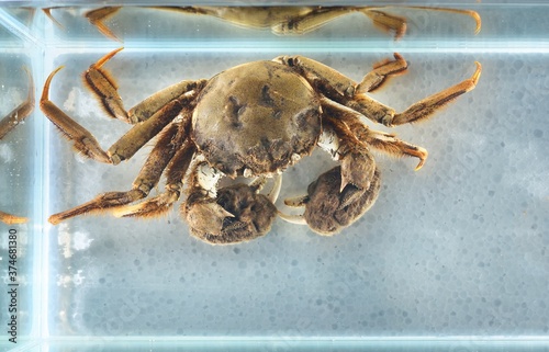 Eriocheir crab isolated in aquarium, close-up. Invasive species, zoology, biology, carcinology, zoo laboratory, science, research, education, environmental damage and conservation photo