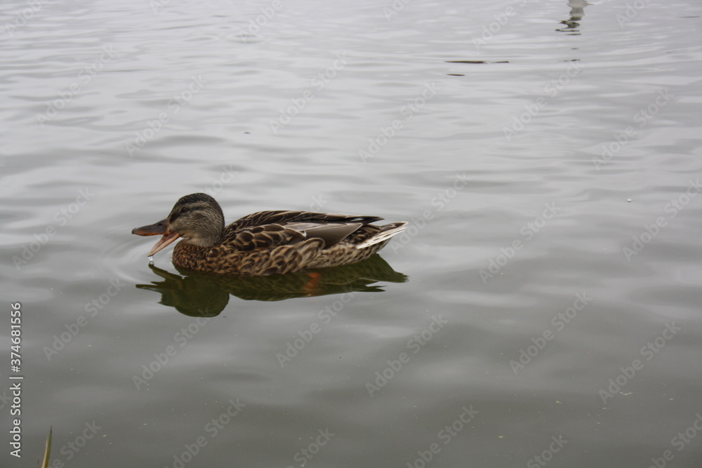 duck swims in the pond close up