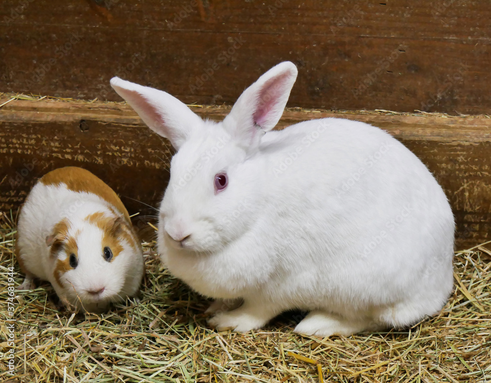 Obraz premium Portrait of cute white and brown guinea pig and white rabbit. Close up photo.