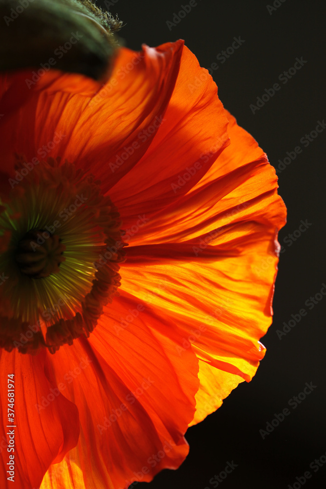 Coquelicots Coquelicots