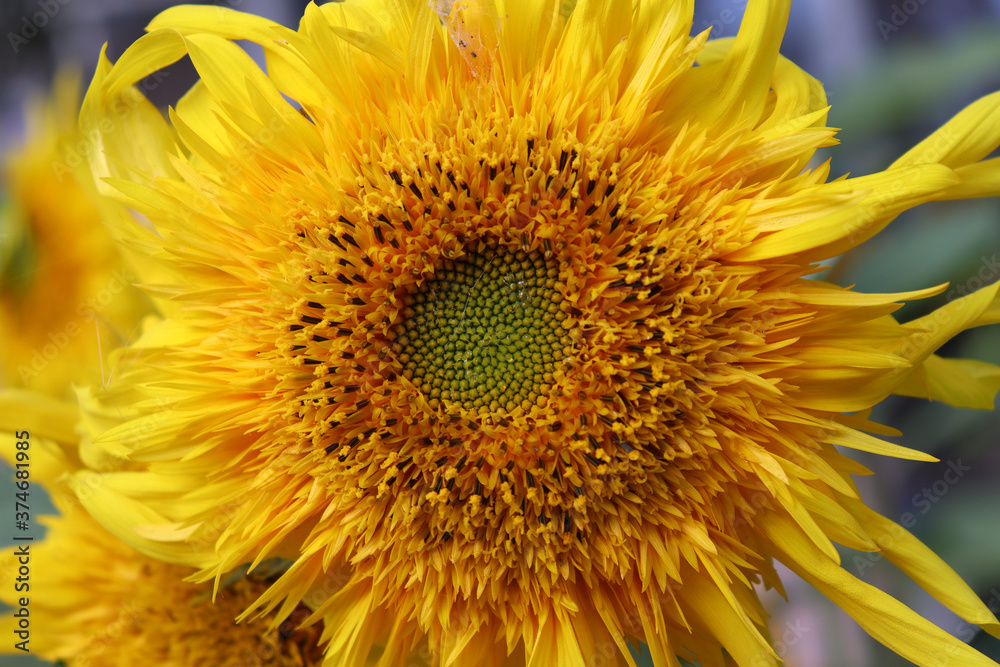Fototapeta premium image of sunflowers in the field close-up