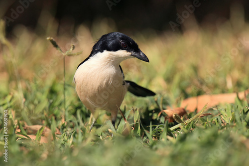 The tropical boubou (Laniarius aethiopicus) or ethiopian boubou sitting in the grass