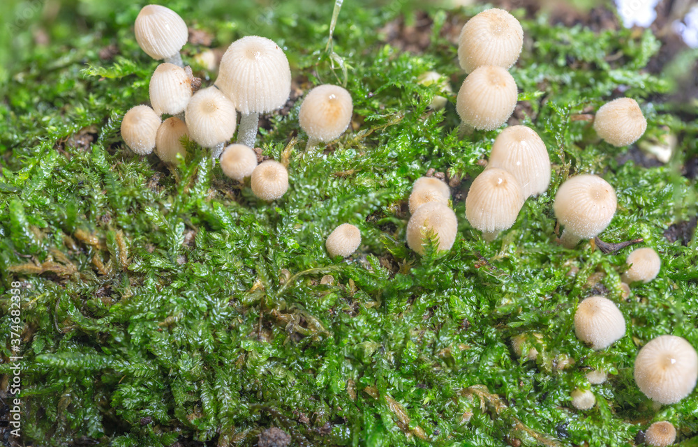 Macro close-up of wild mushrooms on green moss Macro close-up of wild mushrooms on green moss