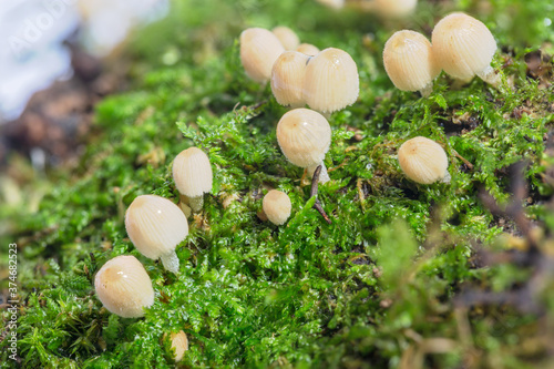 Macro close-up of wild mushrooms on green moss
