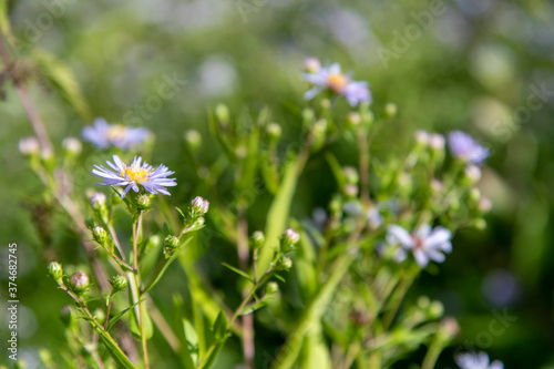 Close up view of bushy aster flowers (Symphyotrichum dumosum), also known as rice button aster. Side view. Selective focus. Copy space for your text.