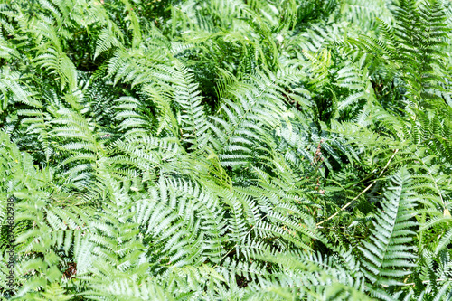 green fern in the woods
