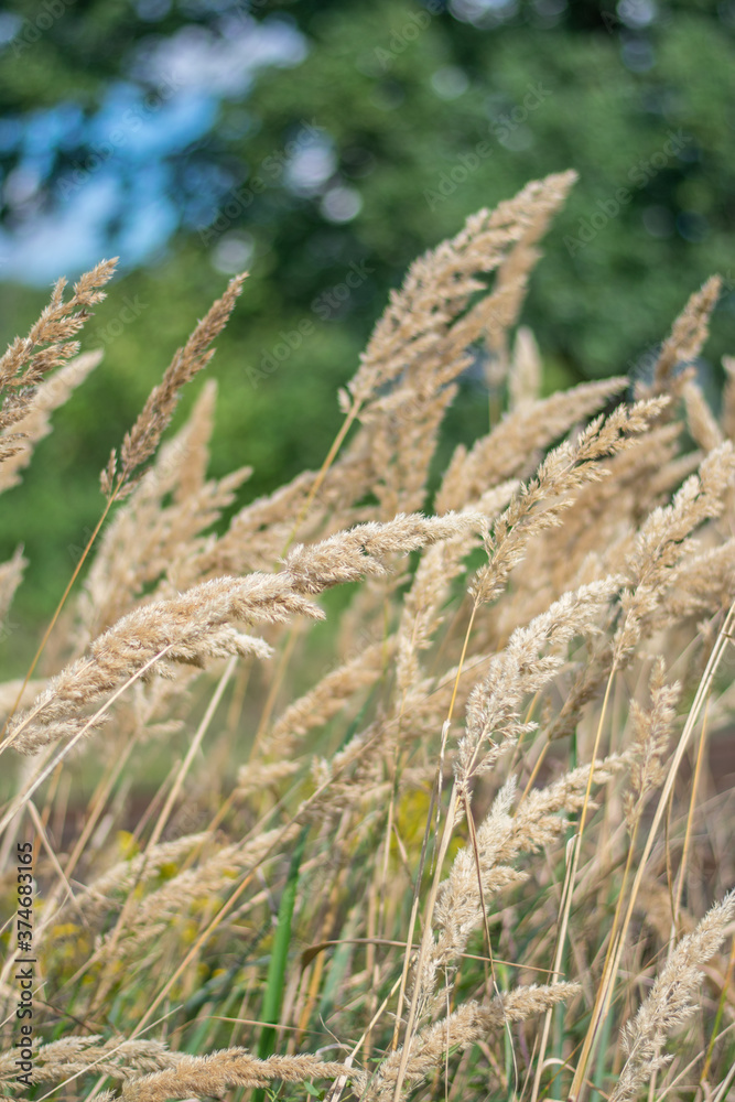Fototapeta premium Gräser
