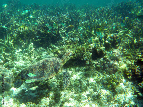 A green sea turtle camouflaged by the reef