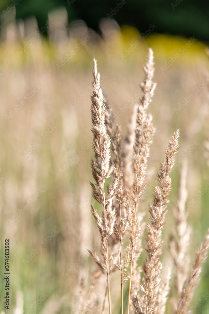 Close up view of dry Calamagrostis acutiflora Karl Foerster grass. Selective focus. Blurred background. Nature background theme. Close up view of dry Calamagrostis acutiflora Karl Foerster grass. Selective focus. Blurred background. Nature background theme.
