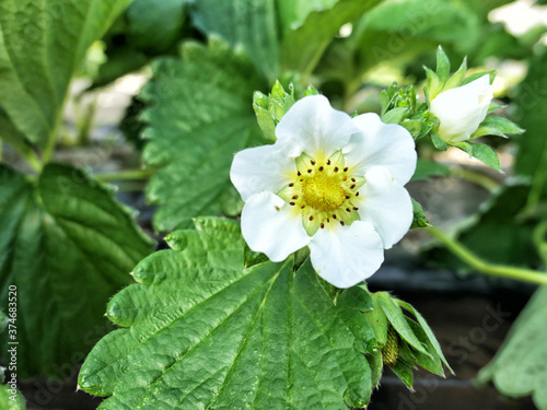 Strawberry plants with flowers at the greenhouse in Japan.