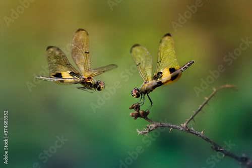 a dragonfly is flying towards its lover