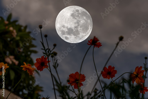 Full moon over silhouette cosmos flowers at night.