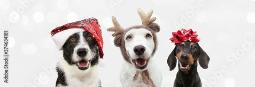 Group of three dogs celebrating christmas with a santa claus and reindeer antlers hat with a red ribbon. Isolated on gray background. © Sandra