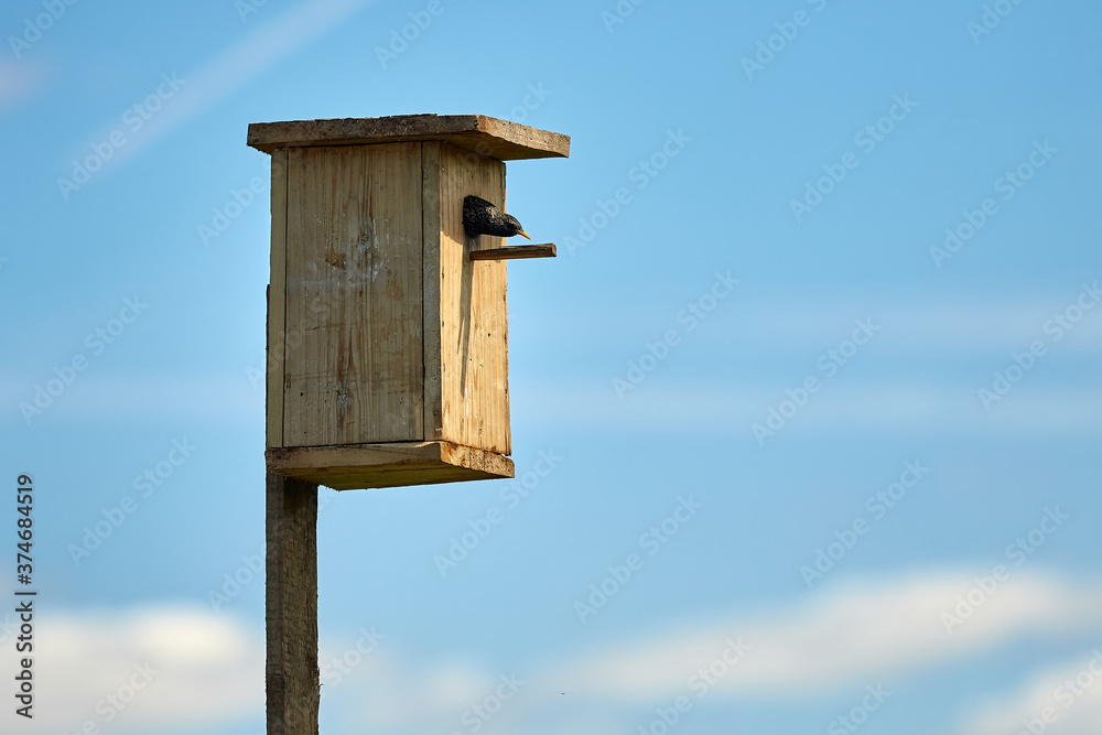 Starling flies out of the birdhouse with a worm in its beak. Feeding their little Chicks.