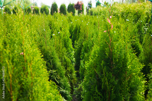 Saplings coniferous trees in pots in plant nursery