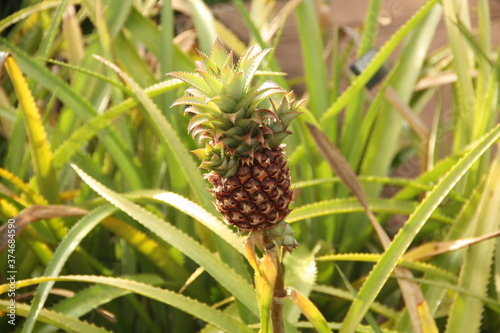 close up of pineapple growing