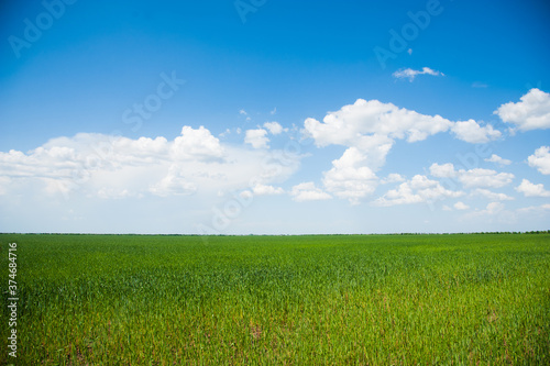 Winter wheat seedlings