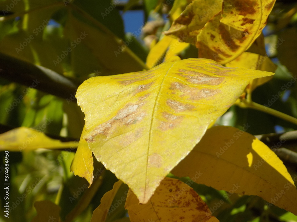Obraz premium yellow leaves on a tree