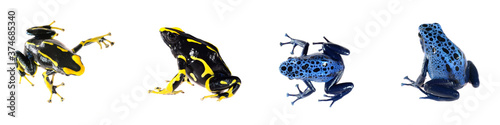Slika na platnu Blue dyeing dart frog Dendrobates tinctorius isolated on white background, close-up