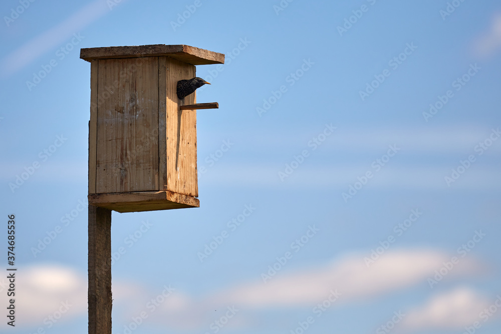 Starling flies out of the birdhouse with a worm in its beak. Feeding their little Chicks. Starling flies out of the birdhouse with a worm in its beak. Feeding their little Chicks.