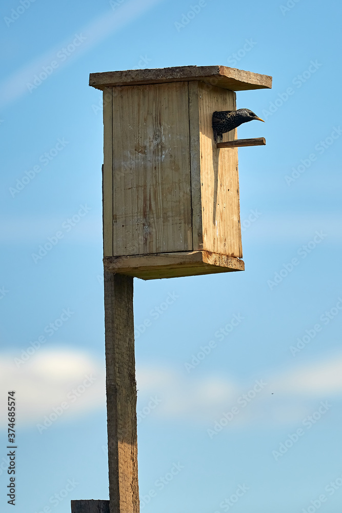 Starling flies out of the birdhouse with a worm in its beak. Feeding their little Chicks. Starling flies out of the birdhouse with a worm in its beak. Feeding their little Chicks.