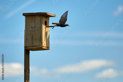 Billede på lærred Starling flies out of the birdhouse with a worm in its beak