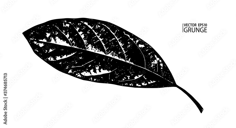 Fototapeta premium Grunge leaf. Tropical foliage. Tropic flora. Exotic leaf. Avocado plant. Houseplants. Avocado tree leaf.