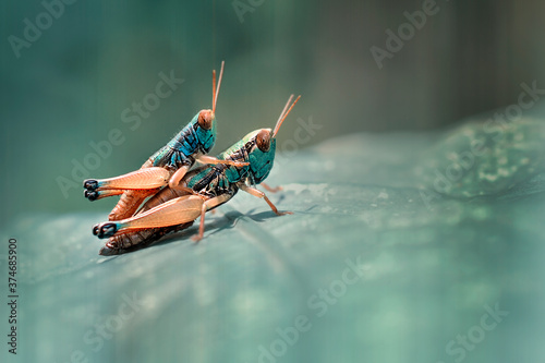grasshoppers are mating on the leaves © adi