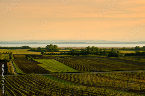 Blick über die Weinberge bei Weiden am See auf die Zitzmannsdorfer Wiesen und den Neusiedler See, Nationalpark Neusiedler See, Burgenland, Österreich