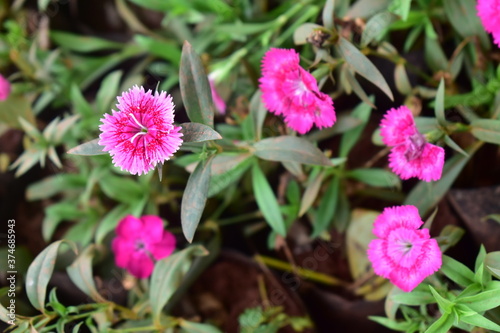 Pink china flower with leaves