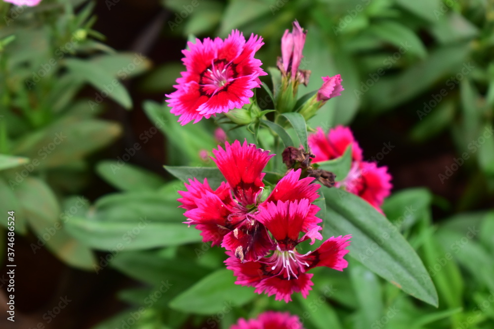 Pink china flower with leaves Pink china flower with leaves