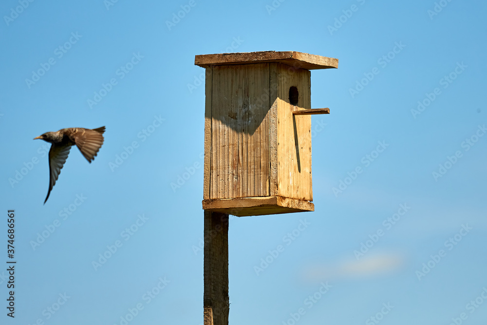 Starling flies out of the birdhouse with a worm in its beak. Feeding their little Chicks. Starling flies out of the birdhouse with a worm in its beak. Feeding their little Chicks.