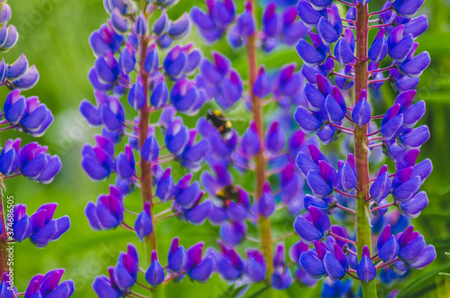 purple flowers in the garden Alps French summer