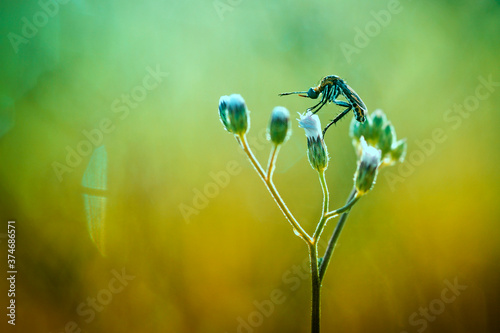 toxophora resides in a flower photo