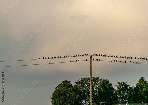 beautiful autumn landscape with electric poles and wires on which sit many small small birds