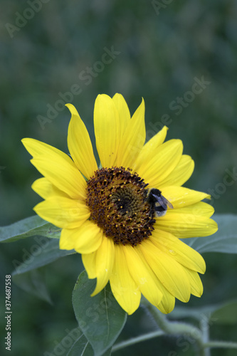 Girasole giallo con ape in cerca di nettare