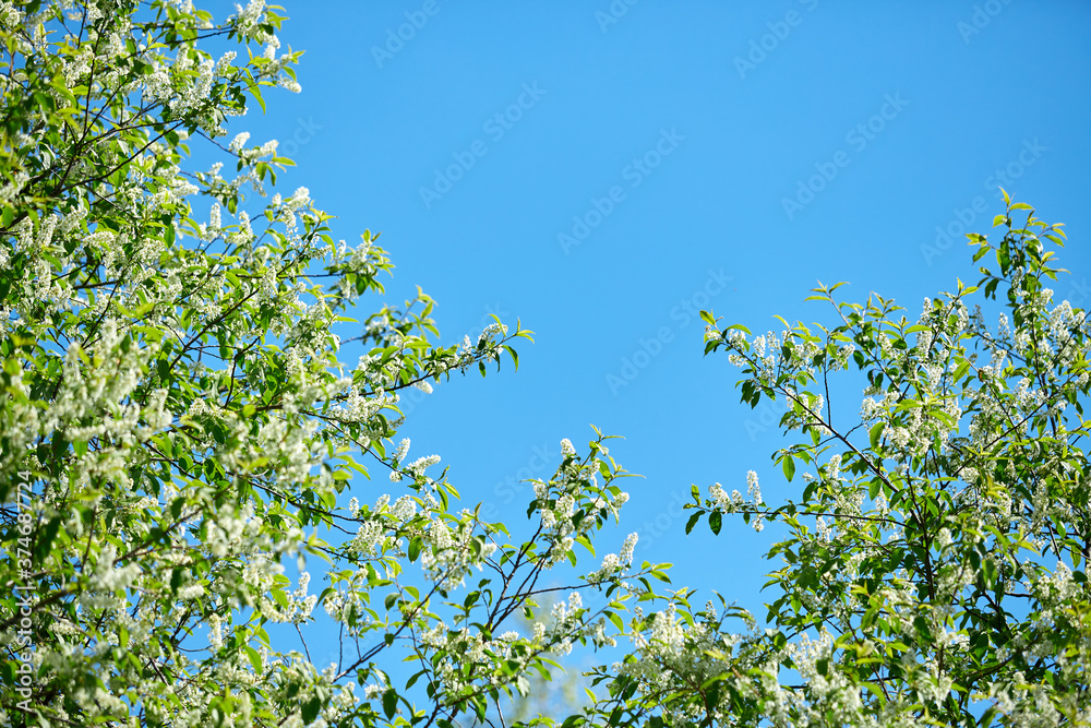 Branches of cherry blossoms against a clear blue sky